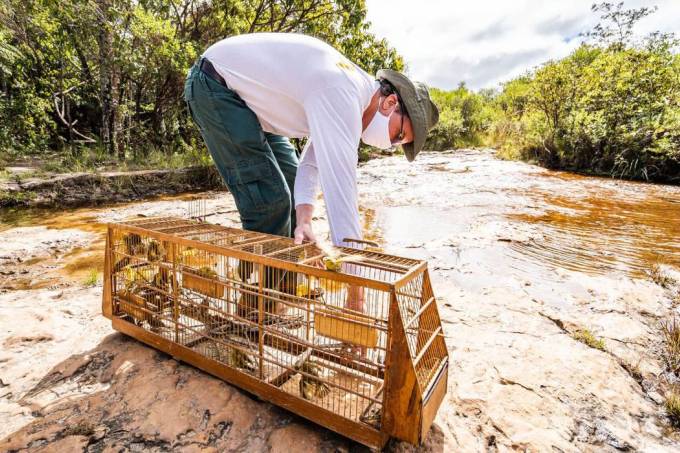 248 pássaros vítimas do tráfico retornam ao seu habitat natural